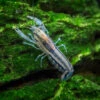 Blue Brazos Dwarf Mexican Crayfish/Mini Lobster (Cambarellus Texanus "Blue"), Tank-Bred!