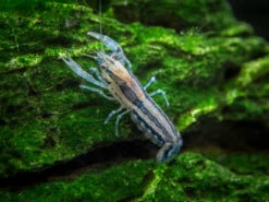 Blue Brazos Dwarf Mexican Crayfish/Mini Lobster (Cambarellus Texanus "Blue"), Tank-Bred!
