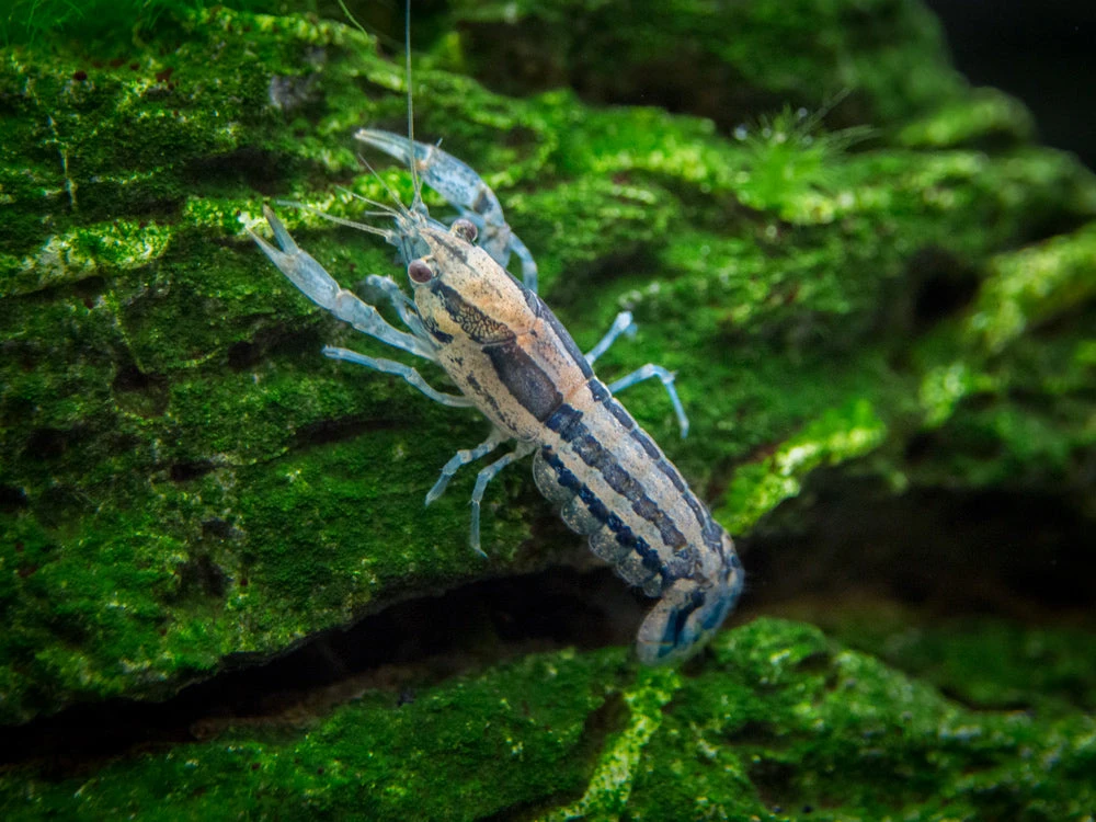 Blue Brazos Dwarf Mexican Crayfish/Mini Lobster (Cambarellus Texanus "Blue"), Tank-Bred!