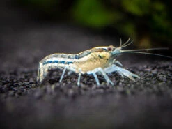 Blue Cajun Dwarf Crayfish/Mini Lobster (Cambarellus Shufeldtii "Blue"), Tank-Bred!