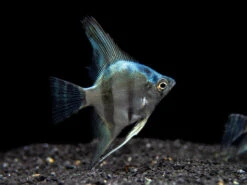 Blue Diamond Angelfish (Pterophyllum Scalare) - Tank-Bred!