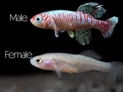 Blue Egger's Killifish (Nothobranchius Eggersi), Tank-Bred!