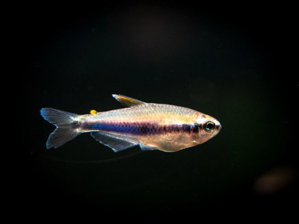 Blue/Purple Emperor Tetra (Inpaichthys Kerri), Tank-Bred - Image 6