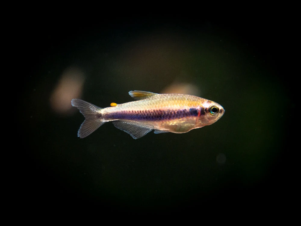 Blue/Purple Emperor Tetra (Inpaichthys Kerri), Tank-Bred - Image 3