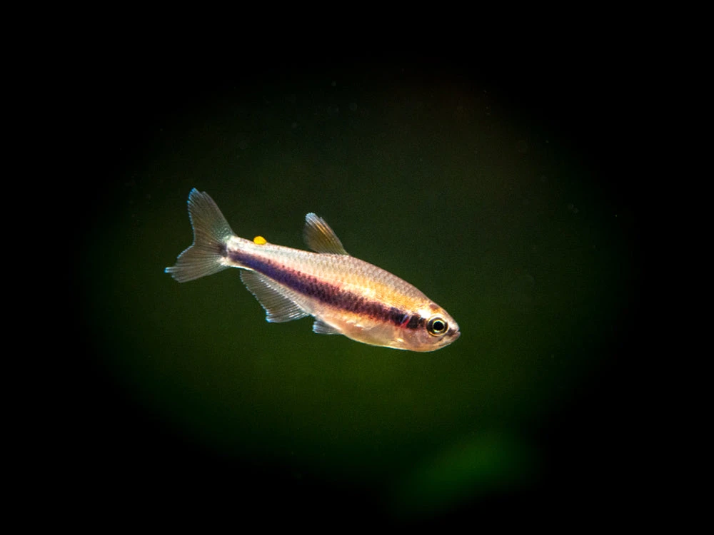 Blue/Purple Emperor Tetra (Inpaichthys Kerri), Tank-Bred - Image 4