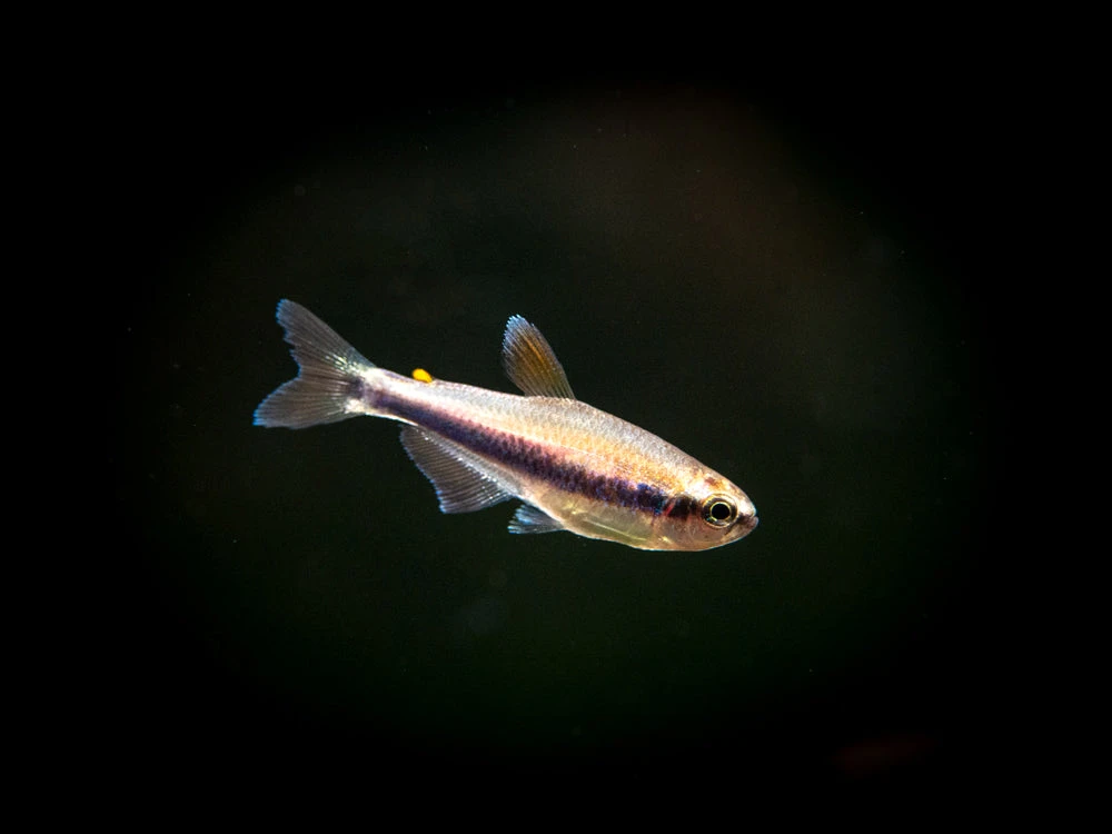 Blue/Purple Emperor Tetra (Inpaichthys Kerri), Tank-Bred - Image 5