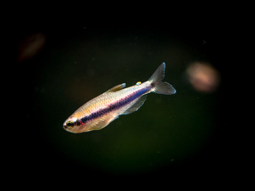 Blue/Purple Emperor Tetra (Inpaichthys Kerri), Tank-Bred - Image 7