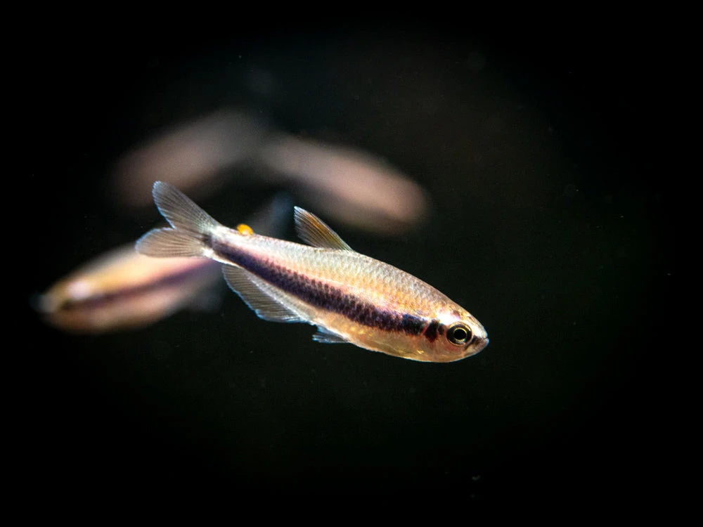 Blue/Purple Emperor Tetra (Inpaichthys Kerri), Tank-Bred - Image 8