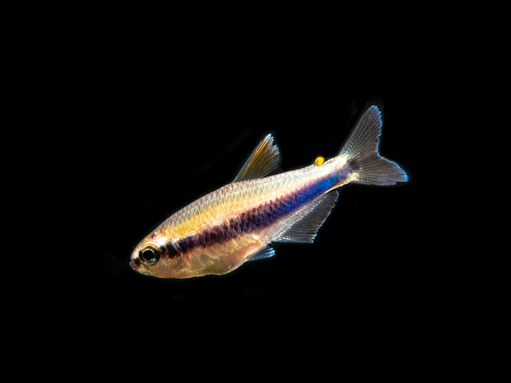 Blue/Purple Emperor Tetra (Inpaichthys Kerri), Tank-Bred