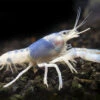 Blue Ghost Crayfish (Procambarus Clarkii “Blue Ghost"), Tank-Bred