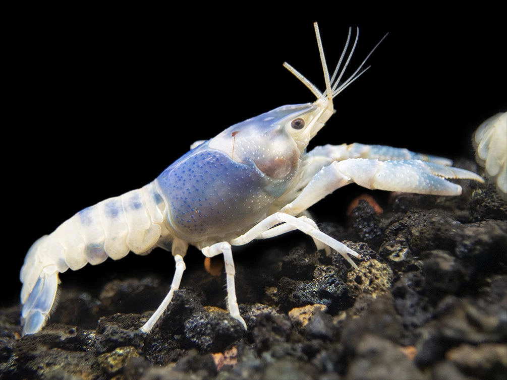 Blue Ghost Crayfish (Procambarus Clarkii “Blue Ghost"), Tank-Bred - Image 2