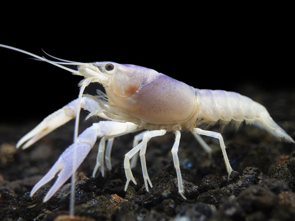 Blue Ghost Crayfish (Procambarus Clarkii “Blue Ghost"), Tank-Bred - Image 3