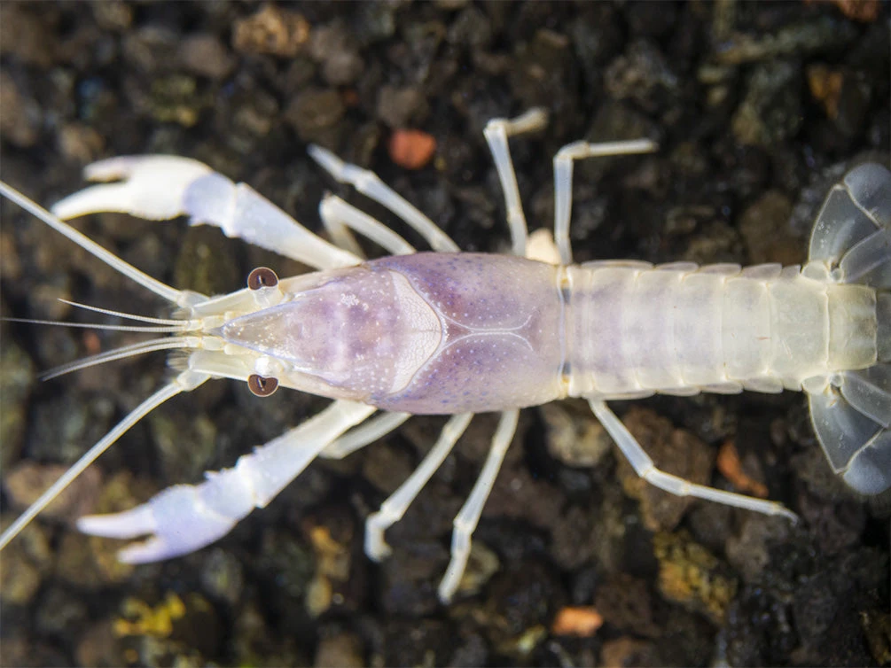 Blue Ghost Crayfish (Procambarus Clarkii “Blue Ghost"), Tank-Bred - Image 6