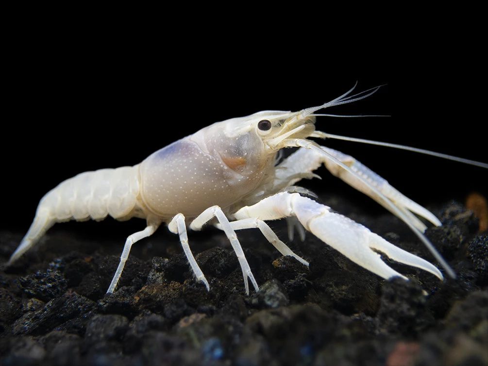 Blue Ghost Crayfish (Procambarus Clarkii “Blue Ghost"), Tank-Bred - Image 7