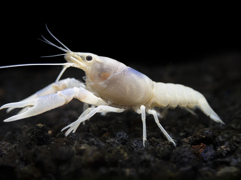 Blue Ghost Crayfish (Procambarus Clarkii “Blue Ghost"), Tank-Bred - Image 4