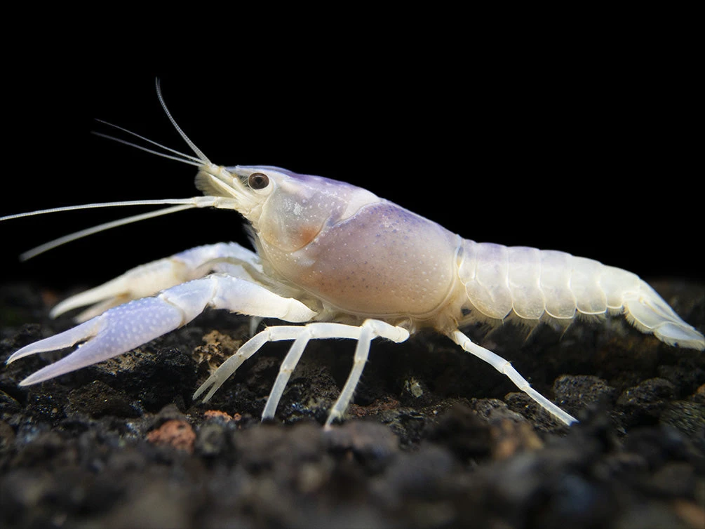 Blue Ghost Crayfish (Procambarus Clarkii “Blue Ghost"), Tank-Bred - Image 8