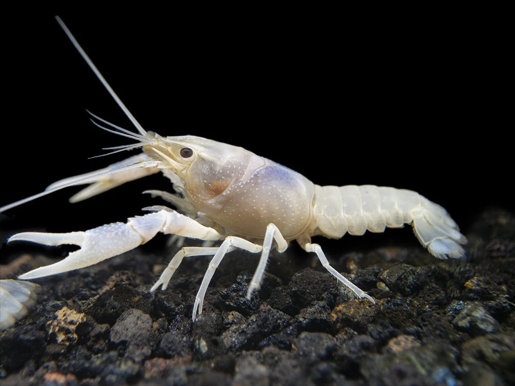 Blue Ghost Crayfish (Procambarus Clarkii “Blue Ghost"), Tank-Bred - Image 5