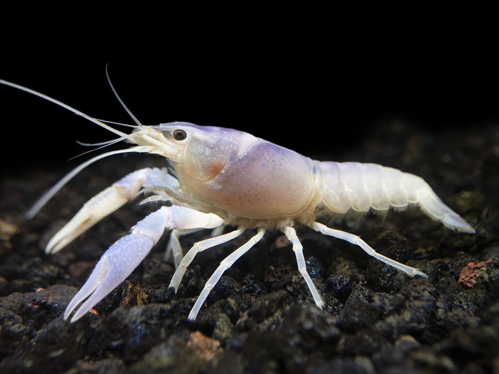 Blue Ghost Crayfish (Procambarus Clarkii “Blue Ghost"), Tank-Bred - Image 9