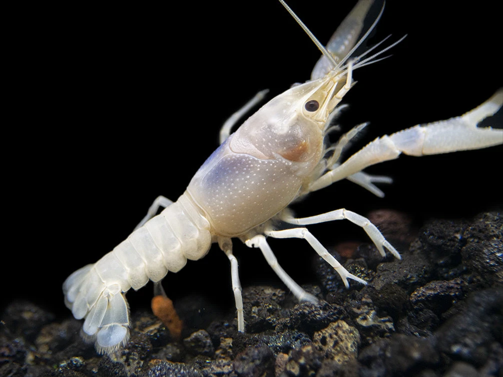 Blue Ghost Crayfish (Procambarus Clarkii “Blue Ghost"), Tank-Bred - Image 10