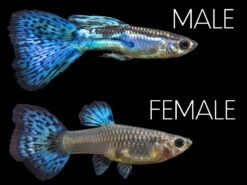 Blue Grass Tail Guppy (Poecilia Reticulata), Tank-Bred!