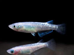 Blue Sparkle Medaka Ricefish Aka Japanese Ricefish/Killifish (Oryzias Latipes "Blue") - Tank-Bred!