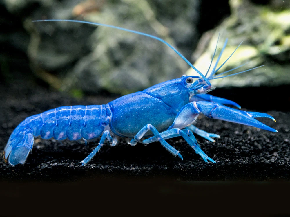 Blue Pearl Crayfish (Cherax Albidus) - Tank-Bred!