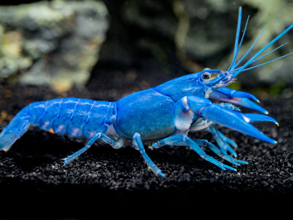 Blue Pearl Crayfish (Cherax Albidus) - Tank-Bred! - Image 4
