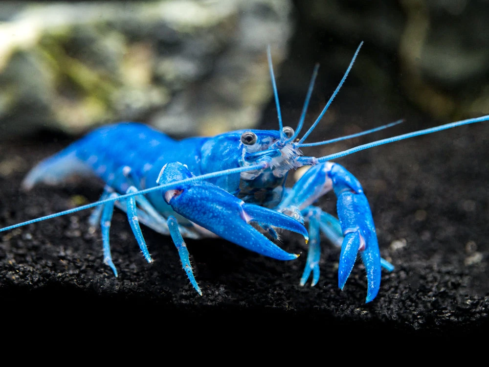 Blue Pearl Crayfish (Cherax Albidus) - Tank-Bred! - Image 3