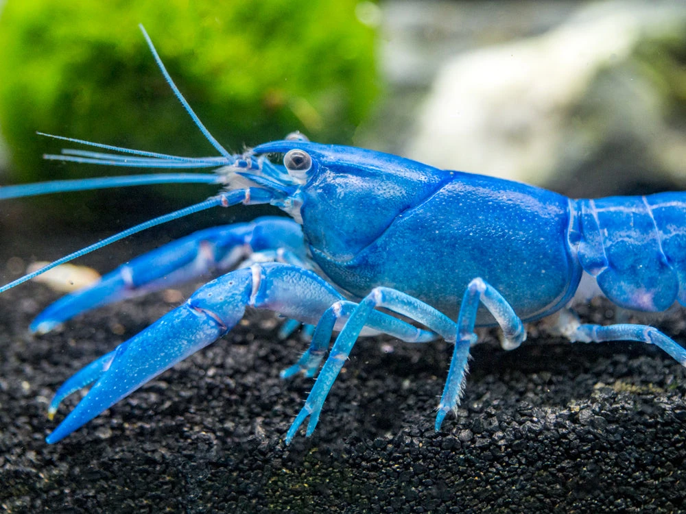 Blue Pearl Crayfish (Cherax Albidus) - Tank-Bred! - Image 5