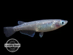 Blue Medaka Ricefish Aka Japanese Ricefish/Killifish (Oryzias Latipes "Blue") - Locally-Bred!