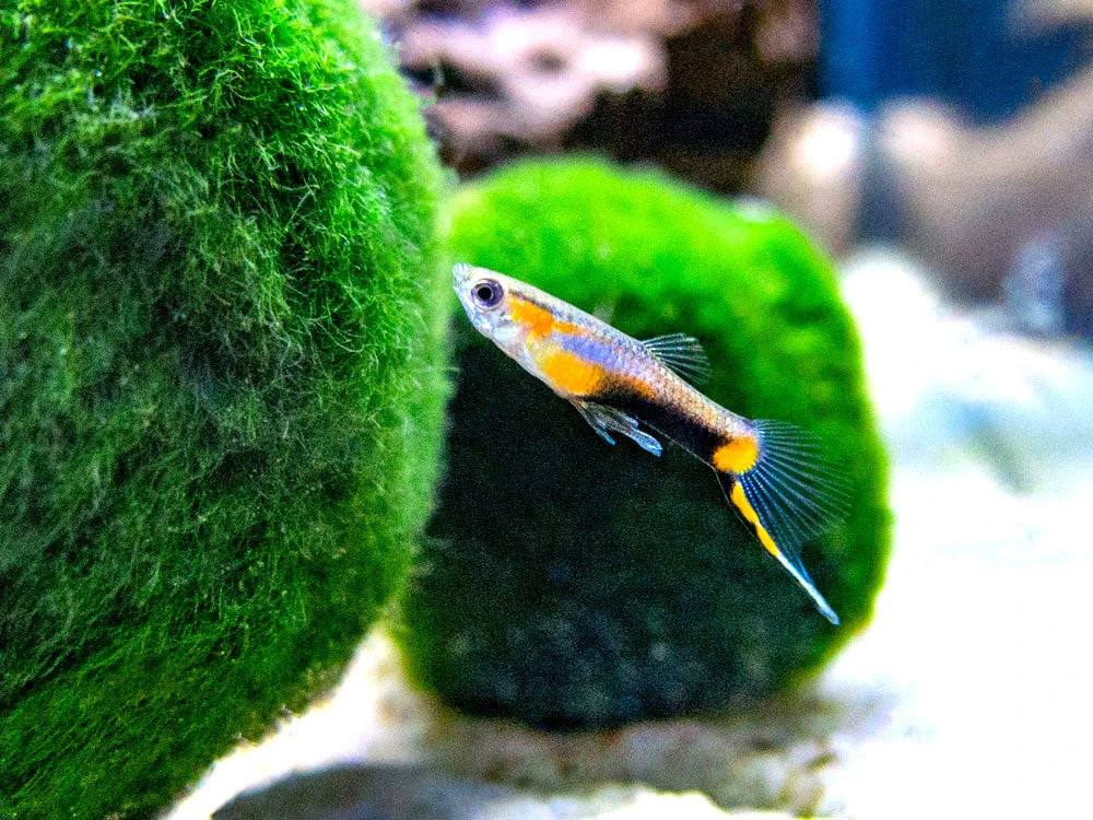 French Blue Star Endler’s Livebearer (Poecilia Wingei) - Male, Tank-Bred - Image 5