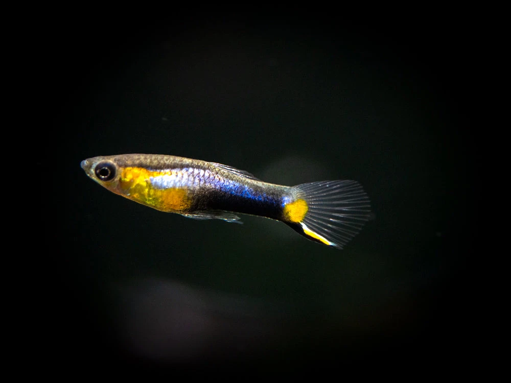 French Blue Star Endler’s Livebearer (Poecilia Wingei) - Male, Tank-Bred - Image 3