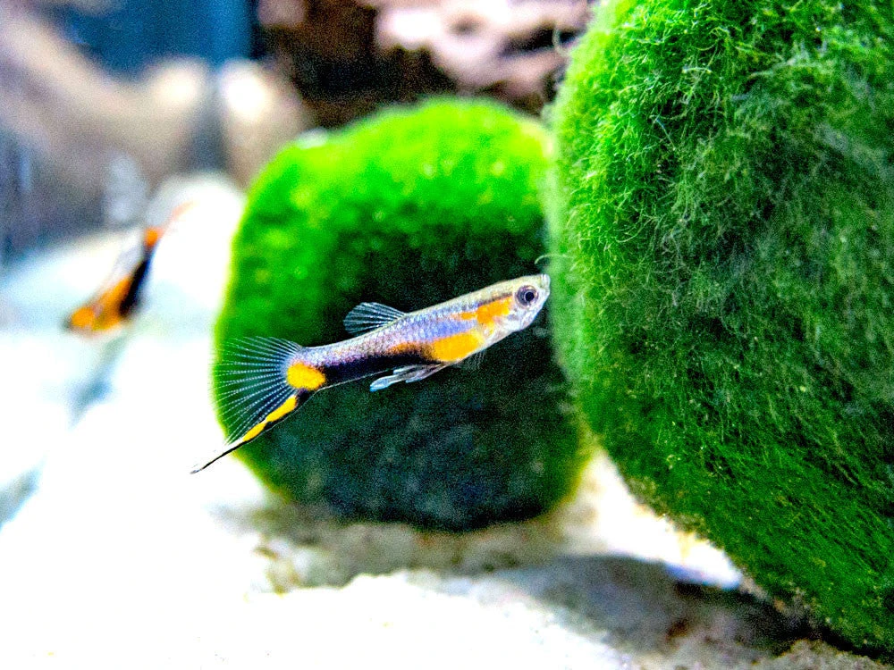 French Blue Star Endler’s Livebearer (Poecilia Wingei) - Male, Tank-Bred - Image 13