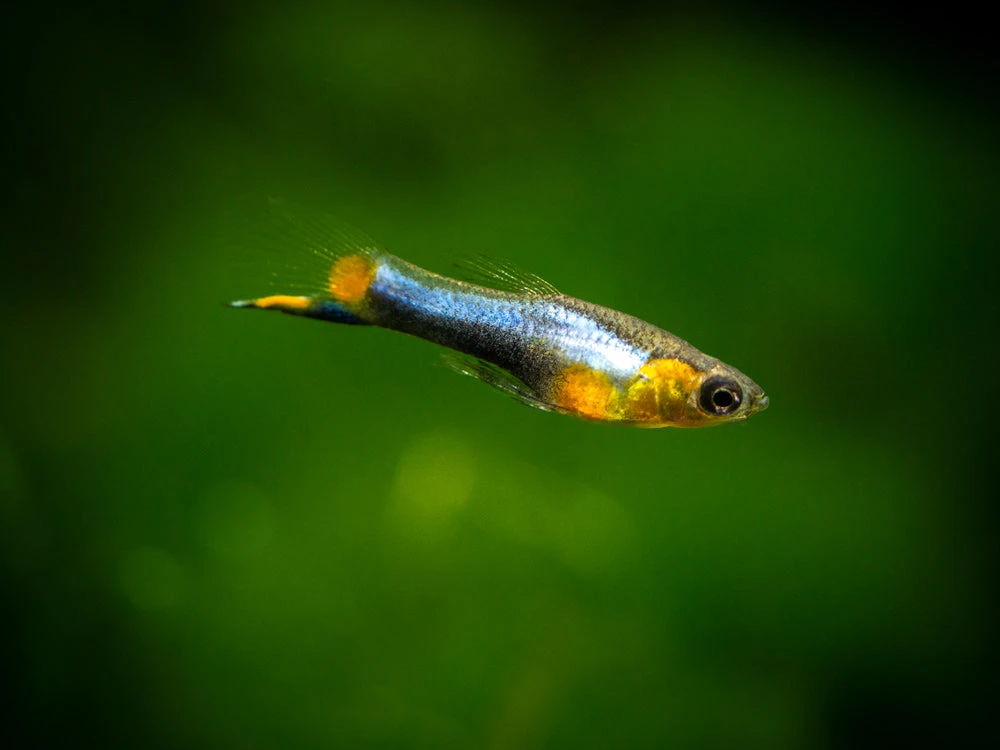French Blue Star Endler’s Livebearer (Poecilia Wingei) - Male, Tank-Bred - Image 10