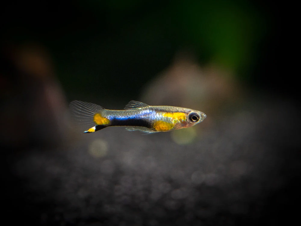 French Blue Star Endler’s Livebearer (Poecilia Wingei) - Male, Tank-Bred - Image 11