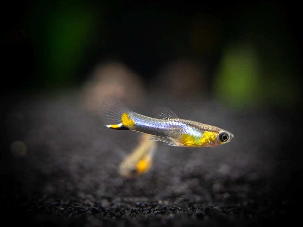 French Blue Star Endler’s Livebearer (Poecilia Wingei) - Male, Tank-Bred - Image 8