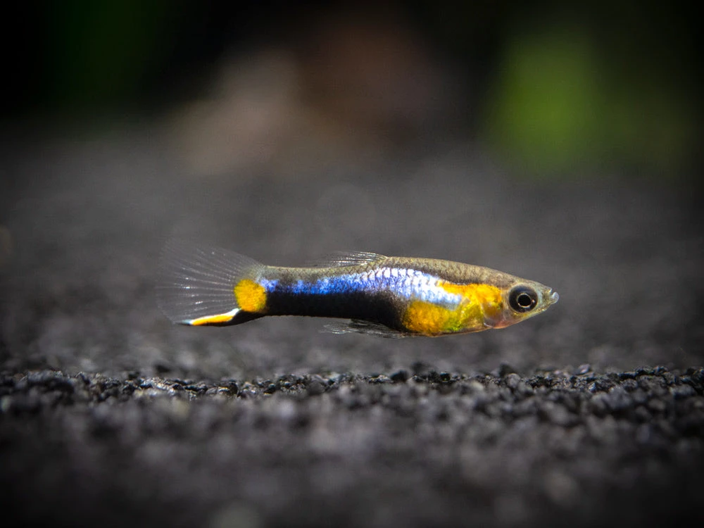French Blue Star Endler’s Livebearer (Poecilia Wingei) - Male, Tank-Bred - Image 6