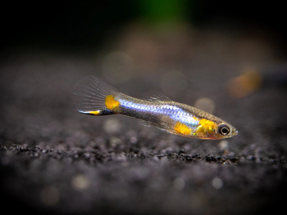 French Blue Star Endler’s Livebearer (Poecilia Wingei) - Male, Tank-Bred - Image 12