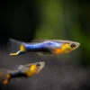French Blue Star Endler’s Livebearer (Poecilia Wingei) - Male, Tank-Bred