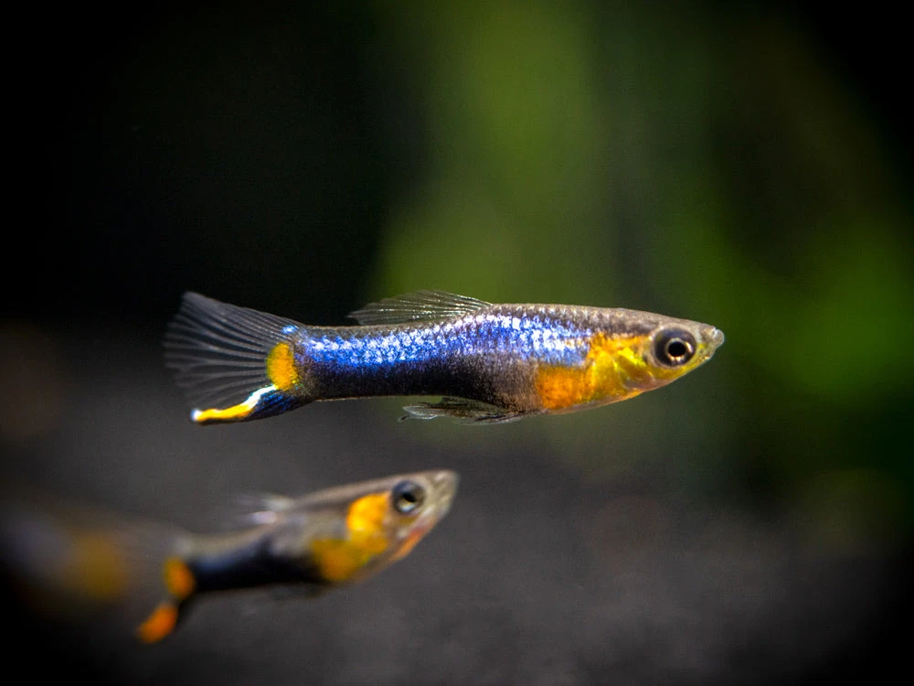 French Blue Star Endler’s Livebearer (Poecilia Wingei) - Male, Tank-Bred