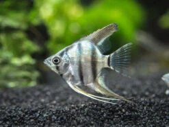 Blue Zebra Angelfish (Pterophyllum Scalare), Tank Bred