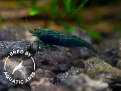 Blue Green Emerald Shrimp (Neocaridina Davidi), BREDBY: Aquatic Arts