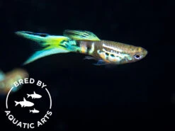 Blue Tiger Double Sword Endler's Livebearer (Poecilia Wingei), Bredby: Aquatic Arts