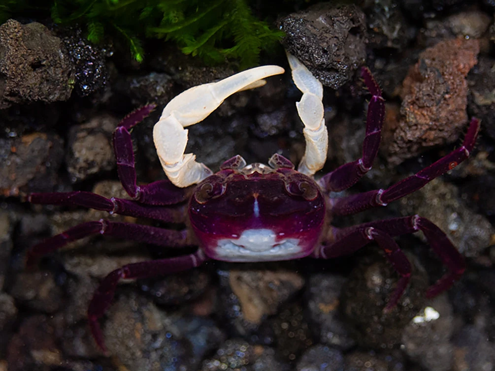 White Arm Blue Borneo Crab (Thaksinthelphusa Sp. ' White Arm Blue Borneo') - Image 4
