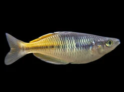 Boeseman's AKA Boesemani Rainbowfish (Melanotaenia Boesemani), Tank-bred