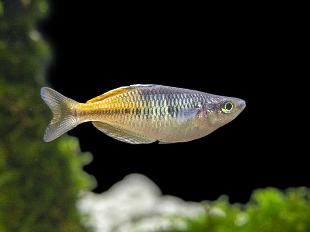Boeseman's AKA Boesemani Rainbowfish (Melanotaenia Boesemani), Tank-bred - Image 6
