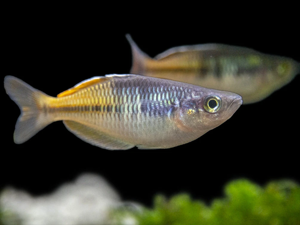 Boeseman's AKA Boesemani Rainbowfish (Melanotaenia Boesemani), Tank-bred - Image 3
