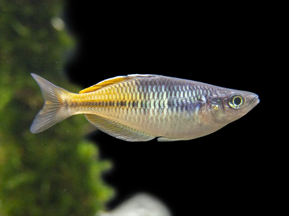 Boeseman's AKA Boesemani Rainbowfish (Melanotaenia Boesemani), Tank-bred - Image 5