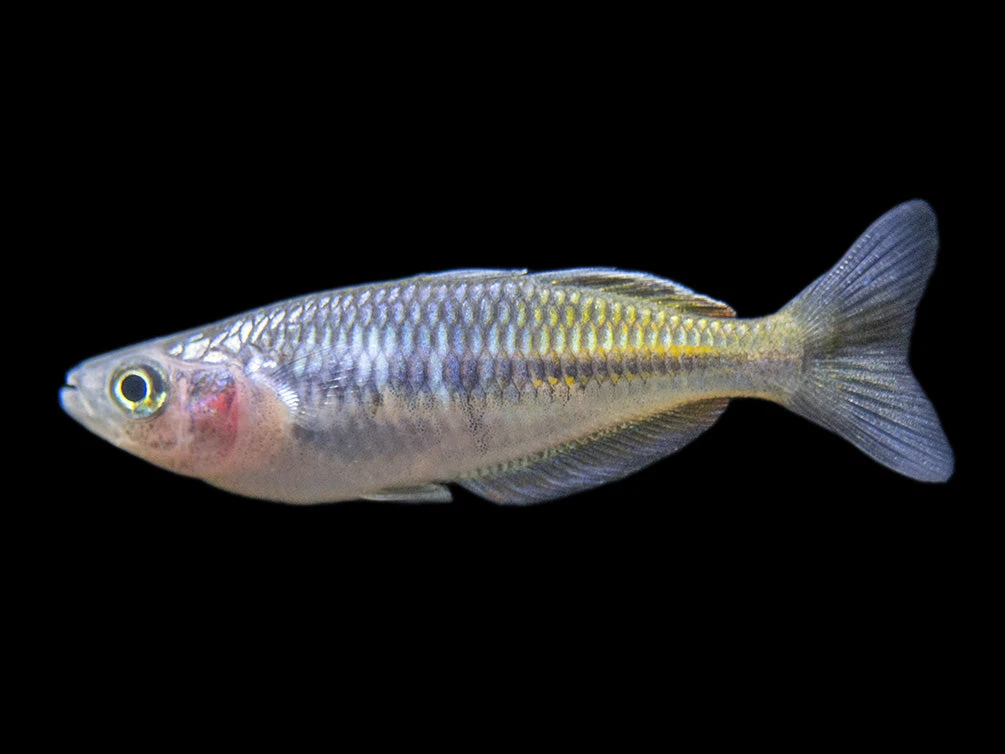 Boeseman's AKA Boesemani Rainbowfish (Melanotaenia Boesemani), Tank-bred - Image 10