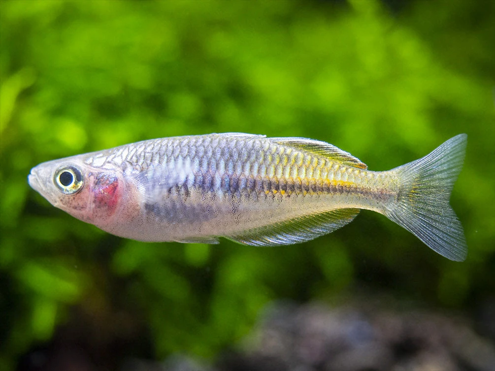Boeseman's AKA Boesemani Rainbowfish (Melanotaenia Boesemani), Tank-bred - Image 8